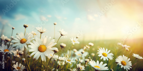 Daisies Flowers in a Meadow. Field of White Chamomile Flowers. Beautiful Summer Landscape. Beautiful floral background for greeting card for Birthday, Mother's day, Easter, Women's day, Holiday 
