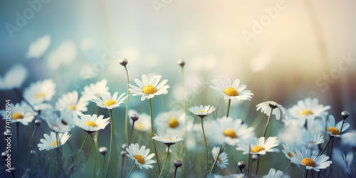 White Daisies Flowers in a Meadow. Field of Chamomile Flowers. Beautiful Summer Landscape. Beautiful floral background for greeting card for Birthday, Mother's day, Easter, Women's day, Holiday