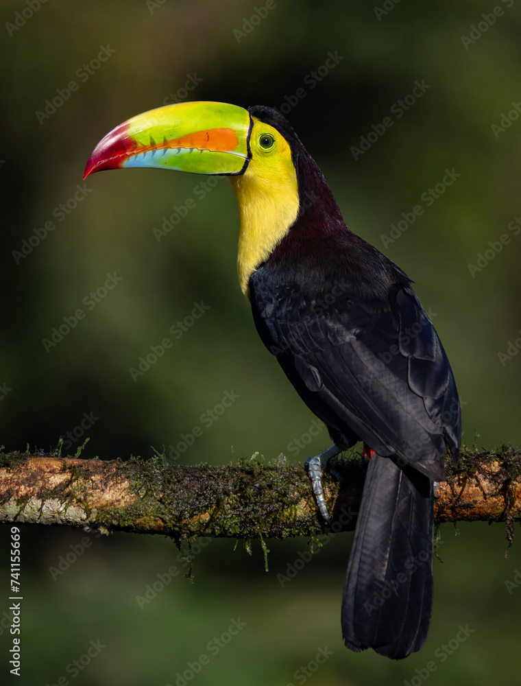 Fototapeta premium Keel-billed toucan in Costa Rica 