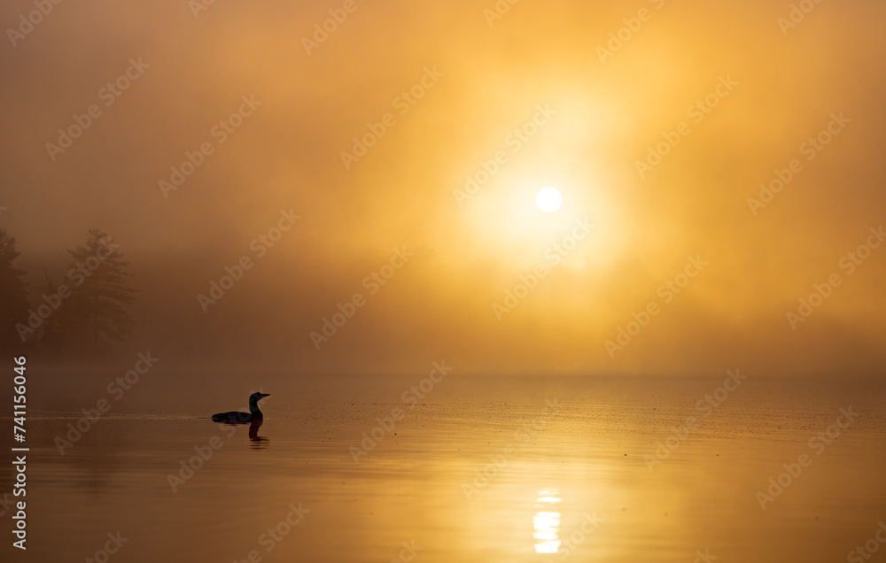 Common loon on a lake at sunrise