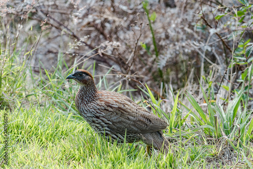Erckel's spurfowl (Pternistis erckelii), also known as Erckel's francolin, is a species of game bird in the family Phasianidae. Mauna Loa Road，Hawaiʻi Volcanoes National Park. photo