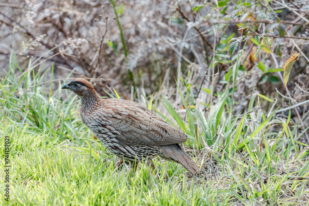 Erckel's spurfowl (Pternistis erckelii), also known as Erckel's francolin, is a species of game bird in the family Phasianidae. Mauna Loa Road，Hawaiʻi Volcanoes National Park.