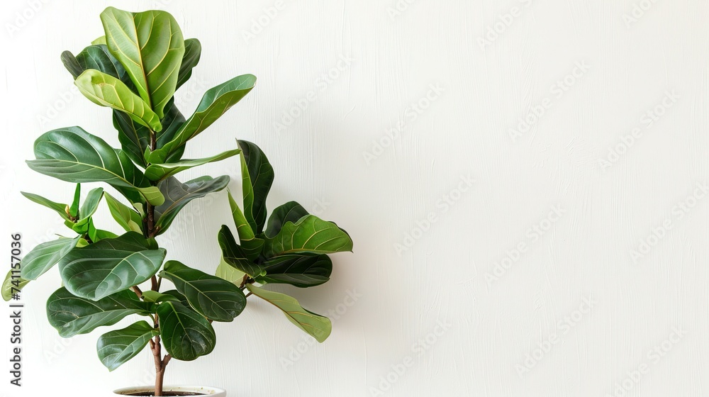 Fiddle Fig or Ficus Lyrata plant with green leaves in pot near white wall indoors Fiddle Fig or Ficus Lyrata plant with green leaves in pot near white wall indoors