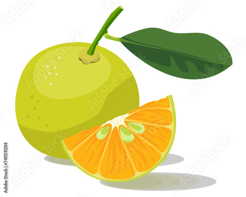 Photos Calamondin calamansi kalamansi phillippine lemon vector illustration set isolate