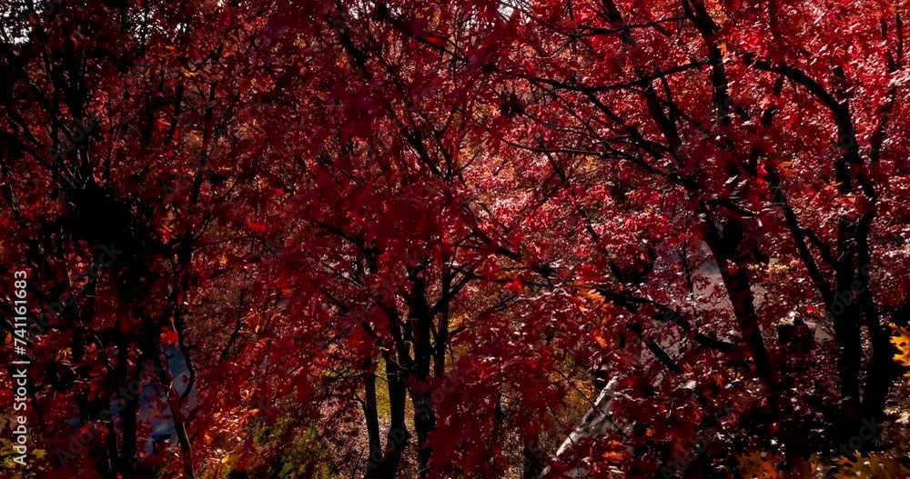 Drone shot of changing leaves in Richmond, Virginia Drone shot of changing leaves in Richmond, Virginia
