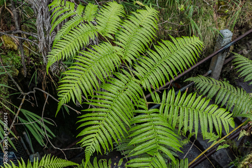 Cibotium glaucum, the hāpu‘u pulu, is a species of fern in the family Cyatheaceae, native to Hawaii.  Nahuku - Thurston Lava Tube. Hawaiʻi Volcanoes National Park
 photo