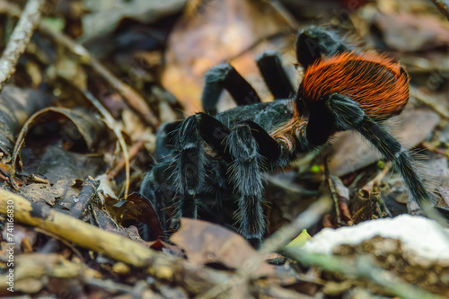 Tableau sur toile Mexican Red Rump Tarantula, Tliltocatl vagans, Outside Burrow After Rain