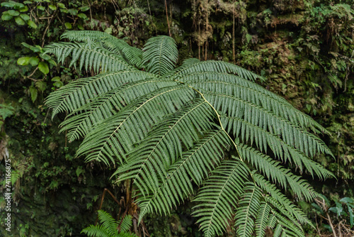 Cibotium glaucum, the hāpu‘u pulu, is a species of fern in the family Cyatheaceae, native to Hawaii.  Nahuku - Thurston Lava Tube. Hawaiʻi Volcanoes National Park
 photo