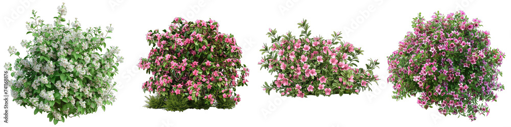 bush of flowers Hyperrealistic Highly Detailed Isolated On Transparent Background Png File