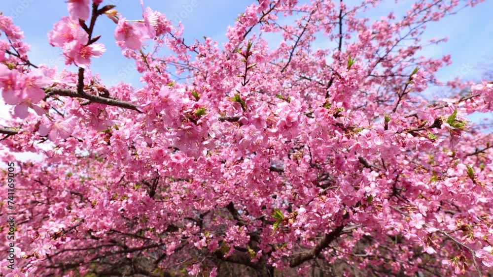 Pink sakura in full bloom in Tokyo, beautiful cherry tree flowers in Japan on a sunny spring day, tourism in Japan Pink sakura in full bloom in Tokyo, beautiful cherry tree flowers in Japan on a sunny spring day, tourism in Japan