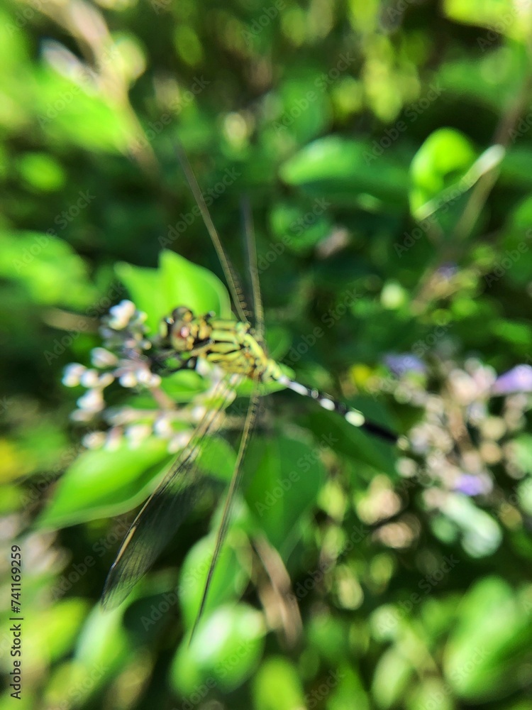 Close-up photo of the green dragonfly or Orthetrum sabina is a species in the family Libellulidae. Close-up photo of the green dragonfly or Orthetrum sabina is a species in the family Libellulidae.