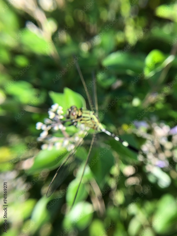 Close-up photo of the green dragonfly or Orthetrum sabina is a species in the family Libellulidae.