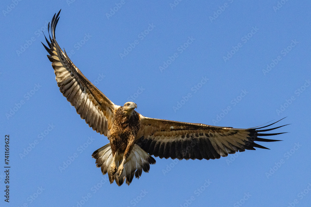 White-bellied Sea Eagle with outstreached wings White-bellied Sea Eagle with outstreached wings