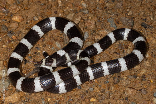 Australian Bandy Bandy snake flickering it's tongue