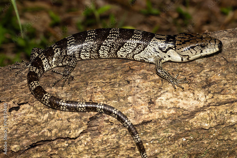 Fototapeta premium Australian Pink-tongue Skink resting on log