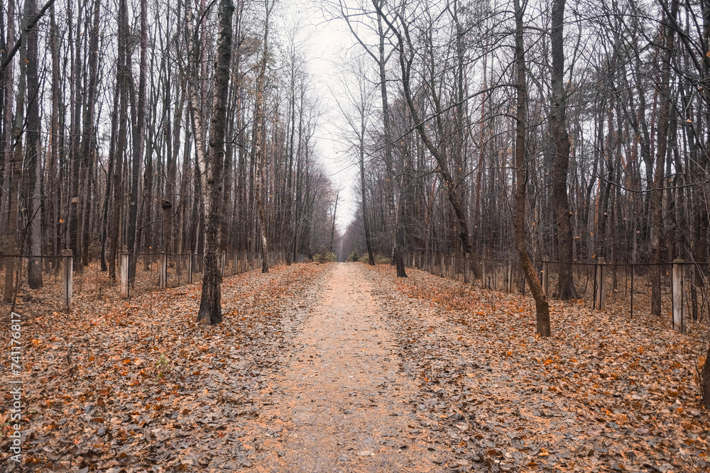 Obraz premium autumn road littered with fallen yellow leaves in a pine forest