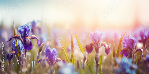 Beautiful iris flowers blooming in the meadow at sunset. Beautiful floral background for greeting card for Birthday, Mother's day, Easter, Women's day, Wedding, Holiday