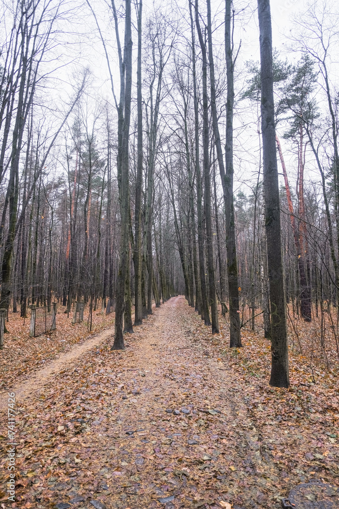 Obraz premium autumn road littered with fallen yellow leaves in a pine forest