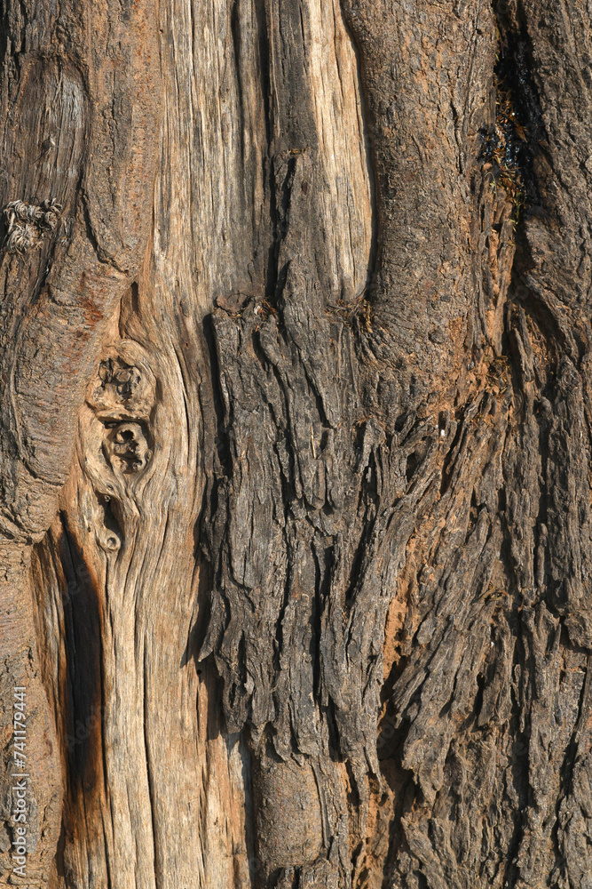 Old tree texture. Bark pattern, For background wood work, Bark of brown hardwood, thick bark hardwood, residential house wood. nature, tree, bark, hardwood, trunk, tree , tree trunk close up texture Old tree texture. Bark pattern, For background wood work, Bark of brown hardwood, thick bark hardwood, residential house wood. nature, tree, bark, hardwood, trunk, tree , tree trunk close up texture
