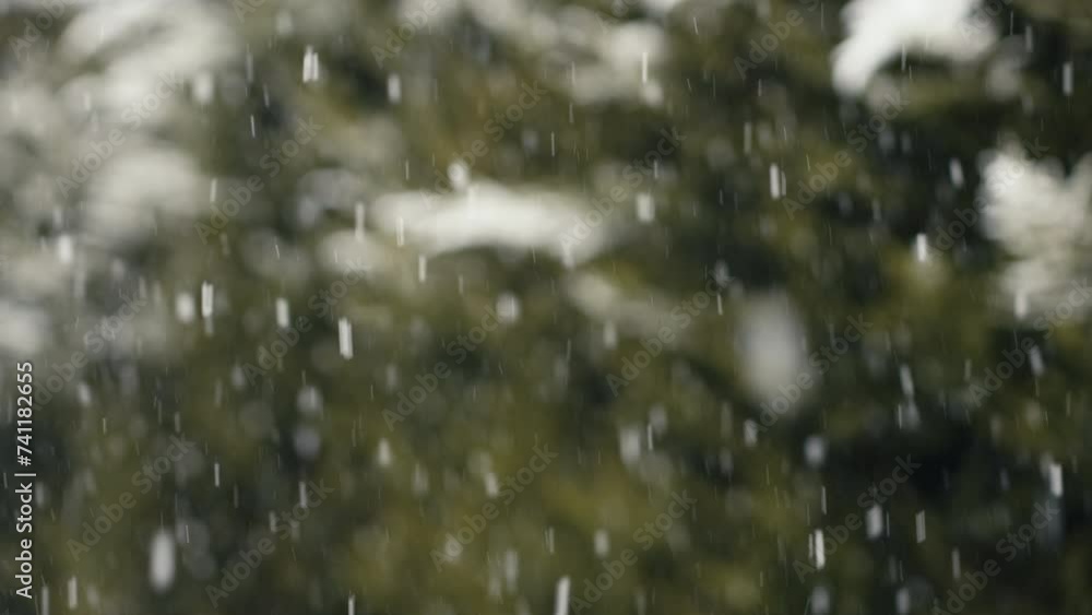 Snow falling in front of green leafy blurry background. Winter detail, cold day in nature Snow falling in front of green leafy blurry background. Winter detail, cold day in nature