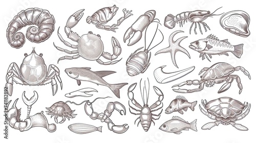 Cute hand drawn set of simple freshwater animal elements. Collection of scribbles, shrimps, mollusks, crabs, fish, frogs, turtles and many more. Vector illustration white background