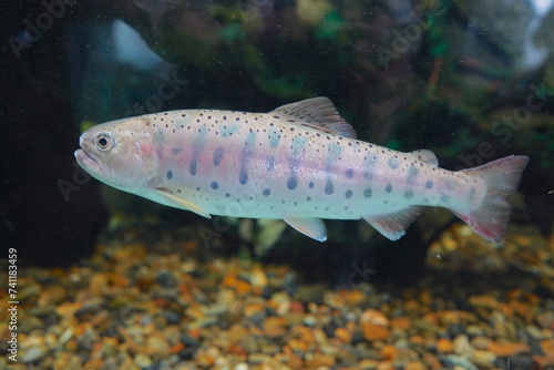 日本の東京の水族館の魚