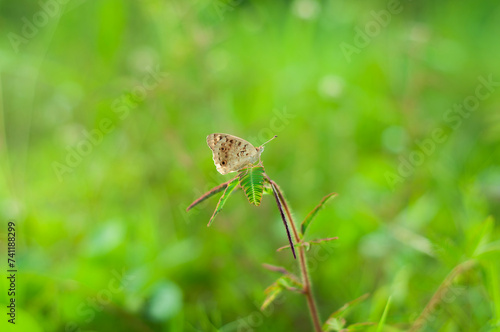 A Brown Butterfly Zizina otis