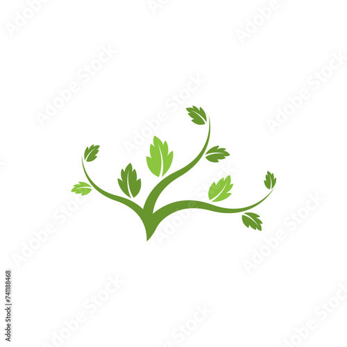Plant and leaf green color 