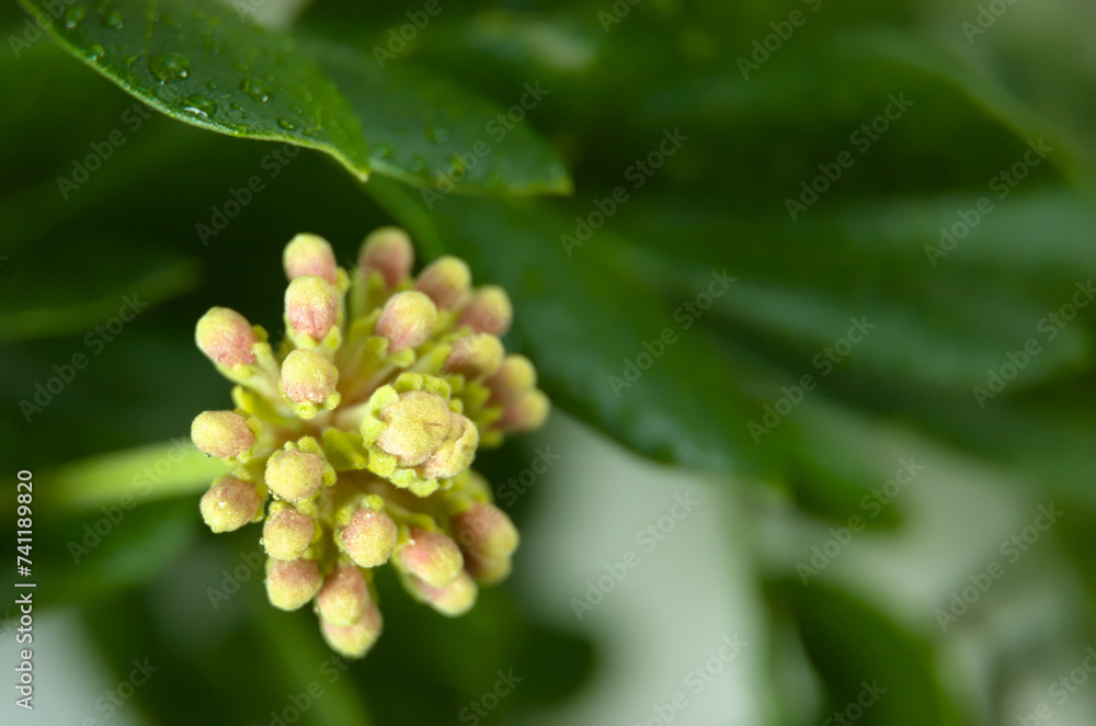 Samanea Saman leaves and flower with pink color. Rain tree which is a source of water storage. Photo Macro Samanea Saman leaves and flower with pink color. Rain tree which is a source of water storage. Photo Macro