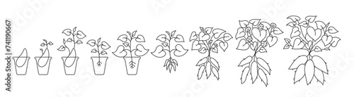 The sweet potato plant growth stages. Yams growing cycle. Harvest progression. Editable outline stroke. Vector line open paths illustration.