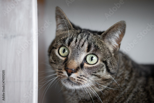 Fototapeta Naklejka Na Ścianę i Meble -  Head portrait of a cat looking curiously