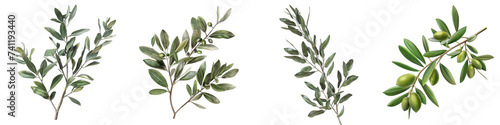 Olive branch Hyperrealistic Highly Detailed Isolated On Transparent Background Png File photo