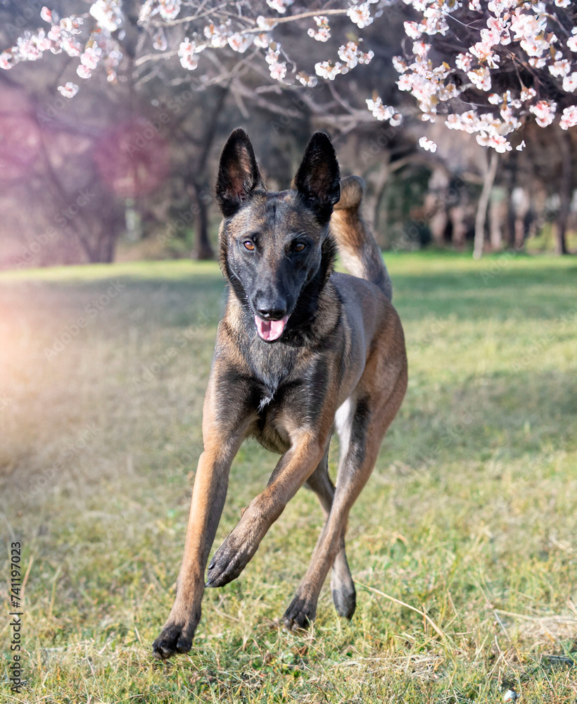 malinois in nature
