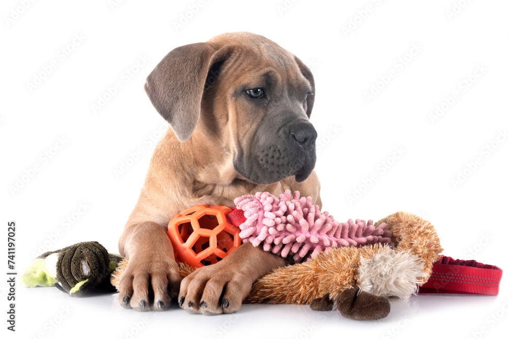 Obraz premium puppy cane corso