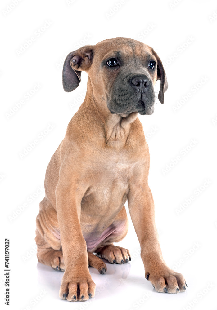 Obraz premium puppy cane corso