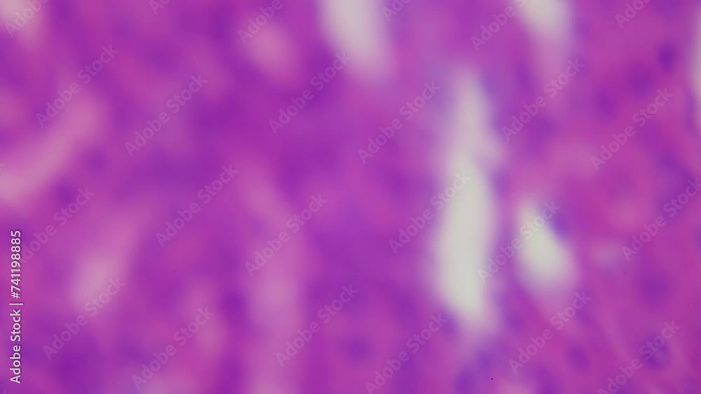 Medical research of Vital Kidney under the microscope. 1000x times magnification. Histologic and cytologic diagnosis. Blood purification, regulation of chemical homeostasis of the body Medical research of Vital Kidney under the microscope. 1000x times magnification. Histologic and cytologic diagnosis. Blood purification, regulation of chemical homeostasis of the body
