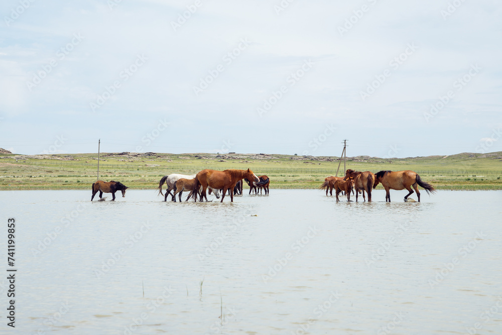 herd of horses in pond drink water and cool off on hot summer day. ranch, free grazing horses with foals herd of horses in pond drink water and cool off on hot summer day. ranch, free grazing horses with foals