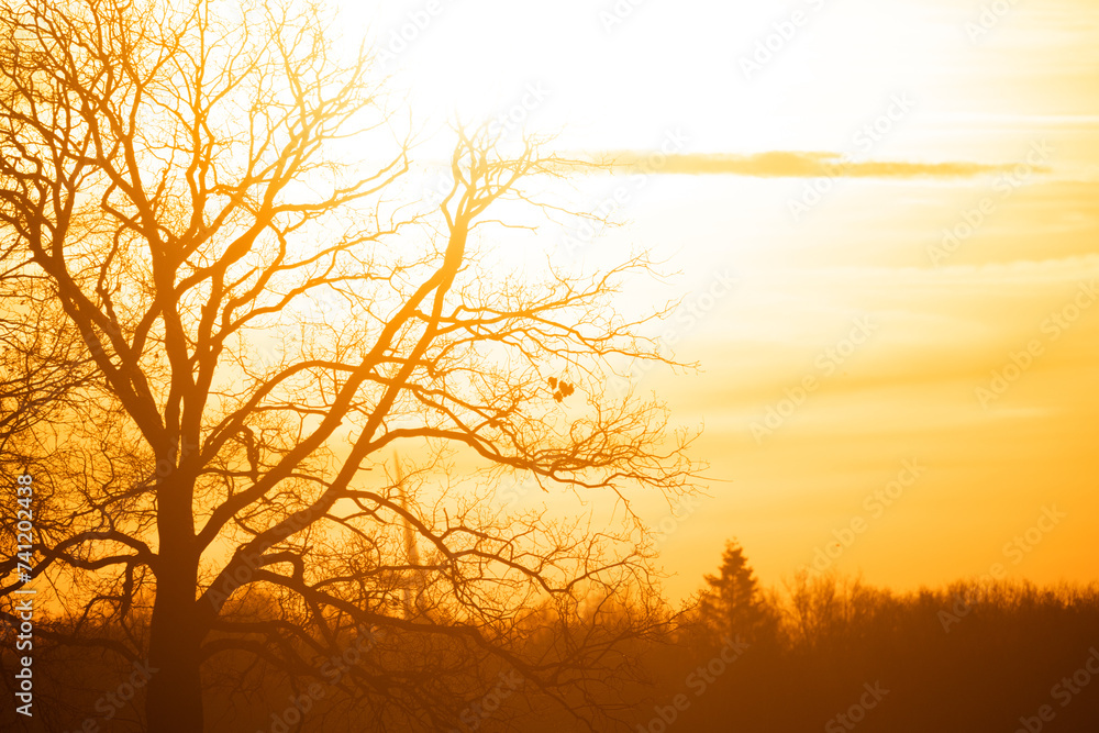 This image beautifully captures the stark silhouette of a leafless tree against the soft gradients of a winter dawn sky. The sun, not yet fully visible, paints the sky in warm orange and yellow tones This image beautifully captures the stark silhouette of a leafless tree against the soft gradients of a winter dawn sky. The sun, not yet fully visible, paints the sky in warm orange and yellow tones