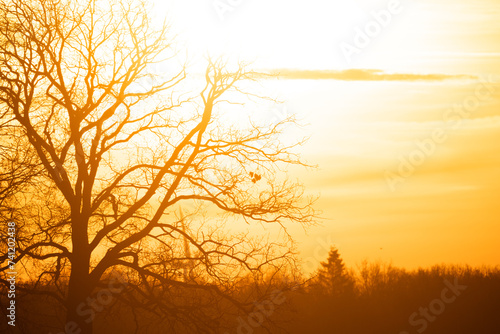 This image beautifully captures the stark silhouette of a leafless tree against the soft gradients of a winter dawn sky. The sun  not yet fully visible  paints the sky in warm orange and yellow tones