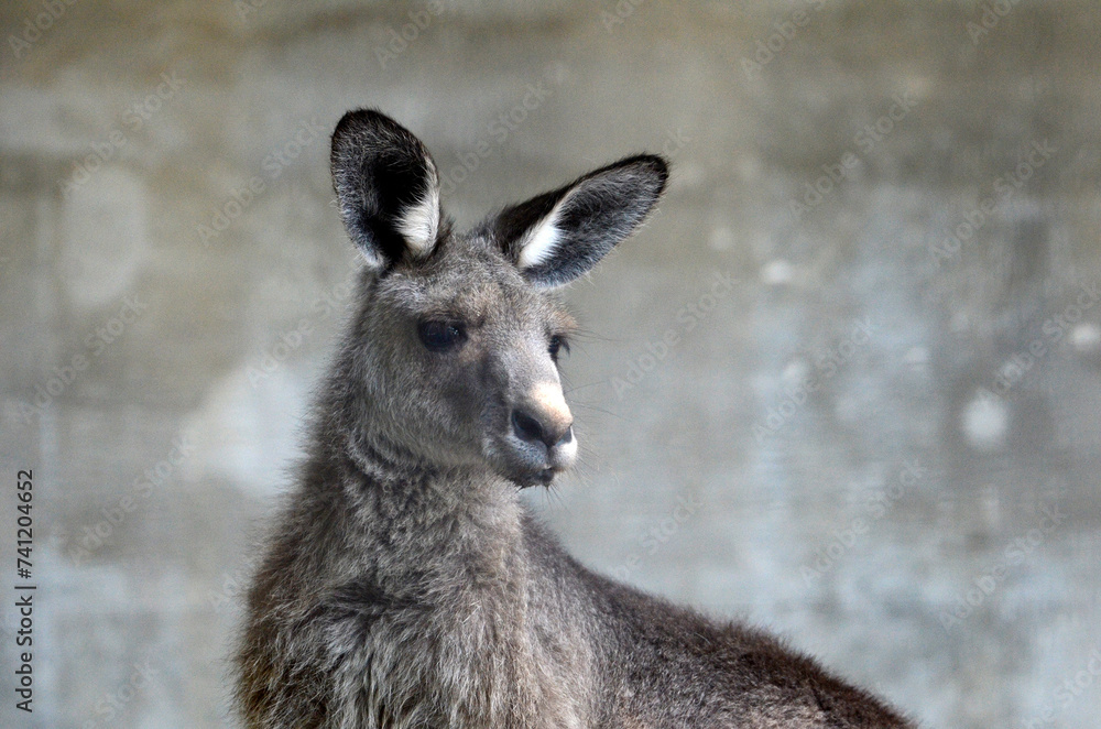 Fototapeta premium オオカンガルー