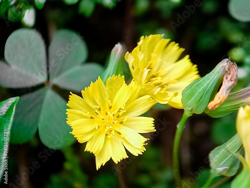 Lactuca serriola, also called prickly lettuce, milk thistle, compass plant and scarole. Prickly lettuce is believed to be the origin of modern cultivated lettuce. photo