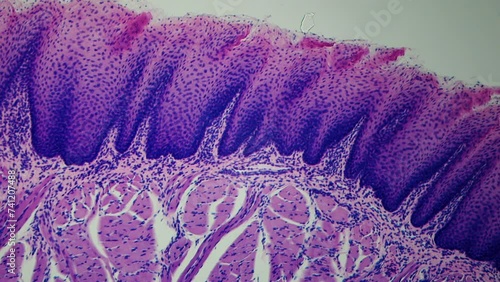 Cellular structures of taste perception. Cutting of taste buds under the microscope. Determination of food flavor. Bitter, salty, sour, sweet. 400x times magnification