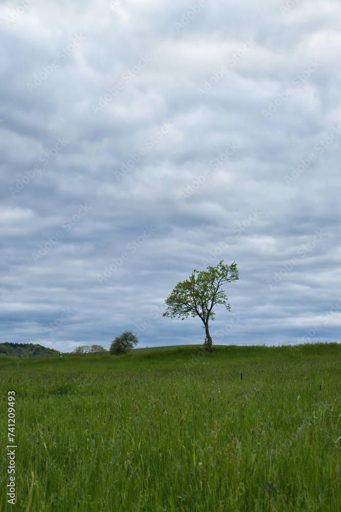 Obraz premium Tree growing in grassy field on a cloudy spring day near Lohnsfeld, Germany.