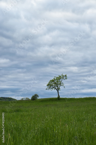 Tree growing in grassy field on a cloudy spring day near Lohnsfeld, Germany.