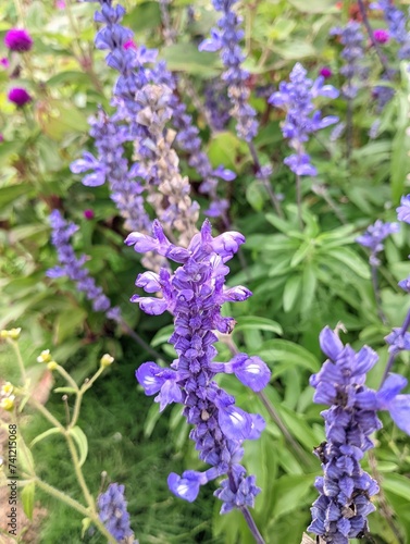 close up of lavender