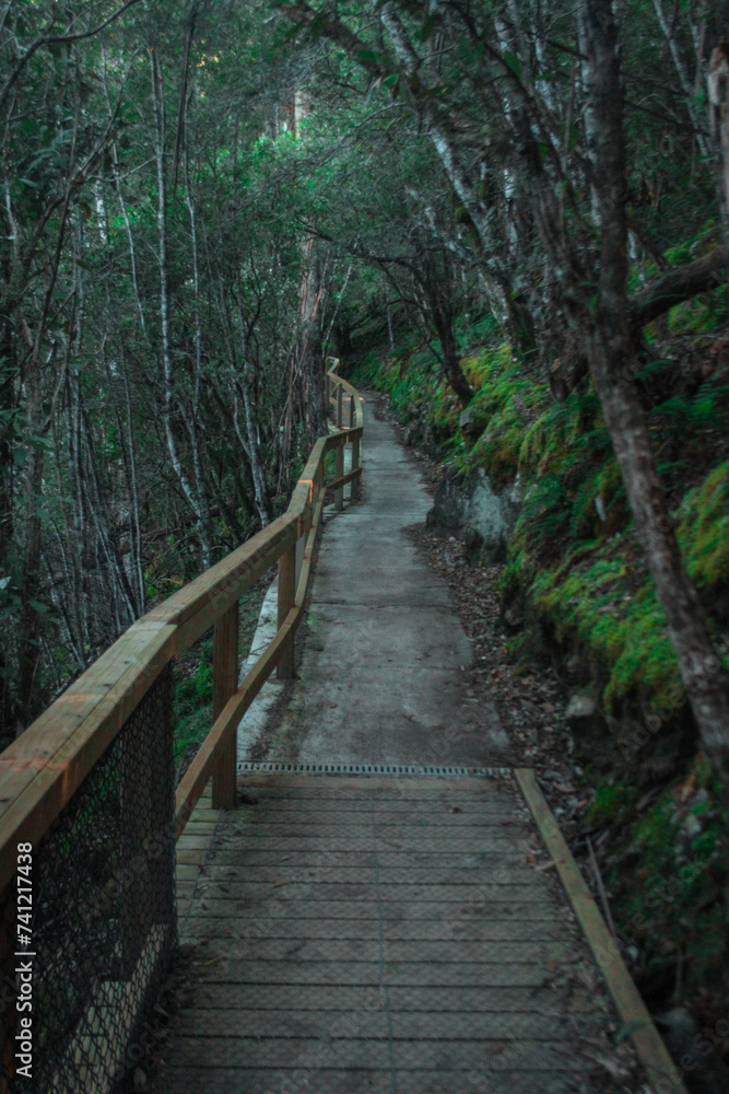 Pedestrian path lined with wood fence at Russel falls in Mount field national park on Tasmania. Jungle like setting.