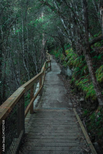 Pedestrian path lined with wood fence at Russel falls in Mount field national park on Tasmania. Jungle like setting.