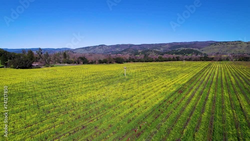 Aerial pan of birds flying past while hovering over a vibrant yellow and green field of mustard flowers in The Napa Valley California photo