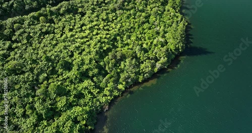 Lake Tikitapu shore with native tree ferns covering land, seen from above photo