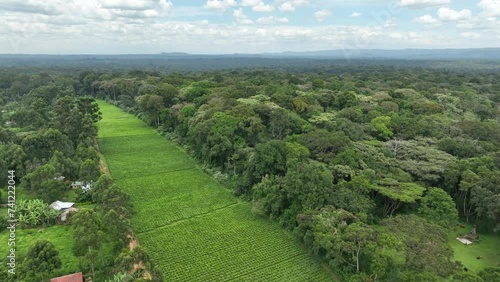 A drone shot showing a tea plantation within Kakamega Forest in Western Kenya. photo